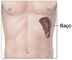 A Função do Baço