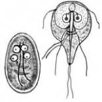 Giardíase Transmissão e Cuidados