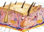Histologia Histologia