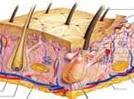 Histologia