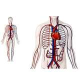 O Sistema Circulatório