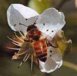 Polinização das Flores