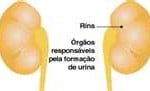 Rins Infecção do Trato Urinário 2