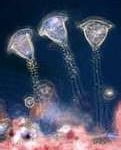 Vorticella Vorticella