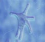Ameba Amebas