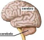 Cerebelo Cerebelo