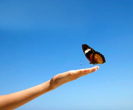 A Controvérsia da Criação