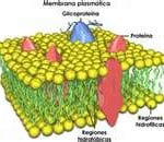 Membrana plasmática Membrana Plasmática
