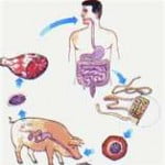 Parasitas Parasitas
