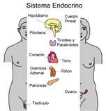 Sistema Endócrino