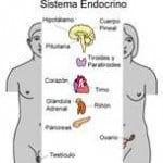 Sistema Endócrino Sistema Endócrino