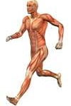 Sistema muscular Sistema Muscular