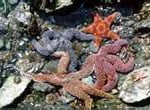 Animais Invertebrados Animais Invertebrados