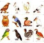 Animais Ovíparos Animais Ovíparos