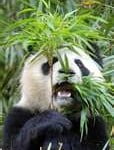 Animais herbívoros Animais Herbívoros