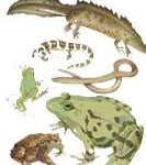 Animais Vertebrados Animais Vertebrados