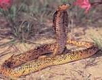 Cobras venenosas Cobras Venenosas
