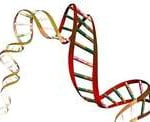 DNA 2 Quem Descobriu o DNA