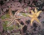 Equinodermos Equinodermos