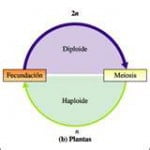 Haplóide Número Haplóide