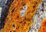 Liquens Liquens