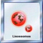 Lisossomo Lisossomos