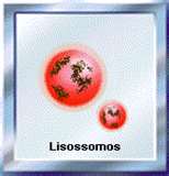 Lisossomos