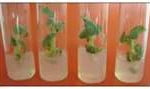 Plantas Transgênicas Plantas Transgênicas