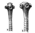 Platelmintos Plantelmintos