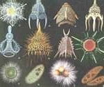 Reino Protista Reino Protista
