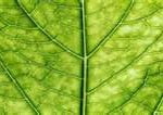 Transpiração das Plantas Transpiração das Plantas