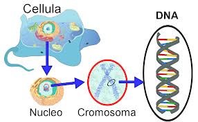 A importância do DNA A importância do DNA