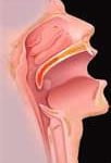 Anatomia da Garganta Anatomia da Garganta