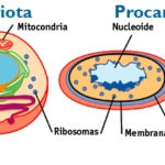 Semelhanças entre as Células Procariotas e Eucariotas 