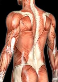 Curiosidades sobre o Sistema Muscular Curiosidades sobre o Sistema Muscular