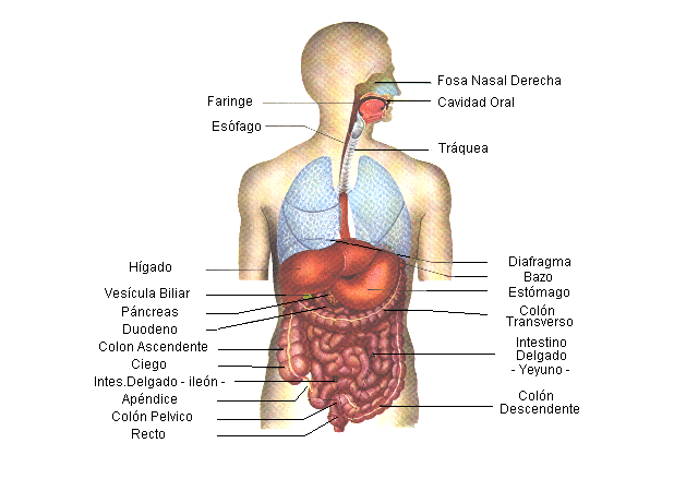 Diagrama do Corpo Humano