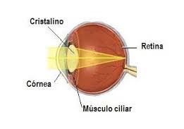 Músculo Ciliar