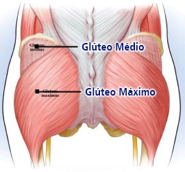 Os Músculos Glúteos Os Músculos Glúteos