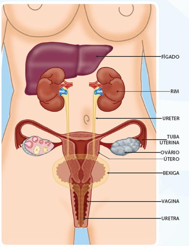 Os Órgãos Internos do Corpo Humano