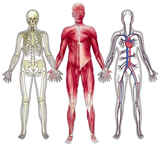 Lista de Partes do Corpo