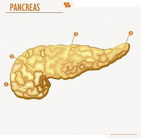 Processo Uncinado