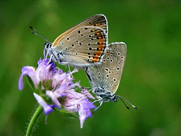 A Reprodução Assexuada em Animais