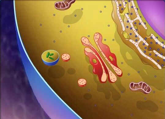 Retículo Endoplasmático Liso