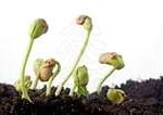 germinação de sementes Passos da Germinação de Sementes