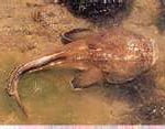 peixe Niquim Veneno de Peixe