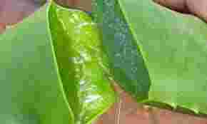 Babosa a Planta que Cura Babosa a Planta que Cura