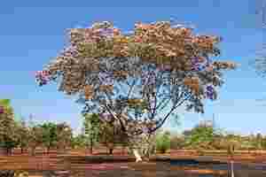 Sucupira contra o Câncer e doenças Reumáticas