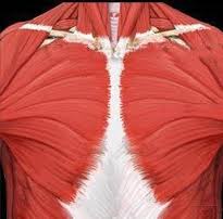 Os Músculos Peitorais